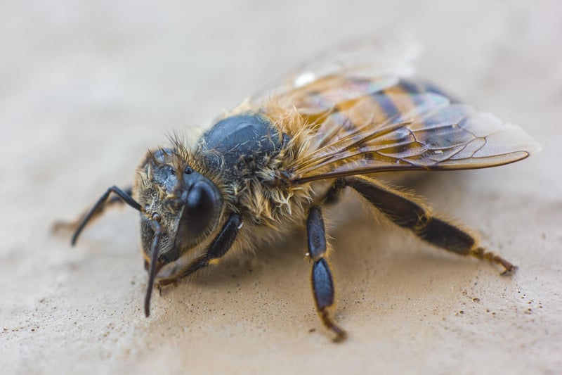 Bee Habitats