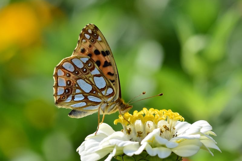 Butterfly Gardens
