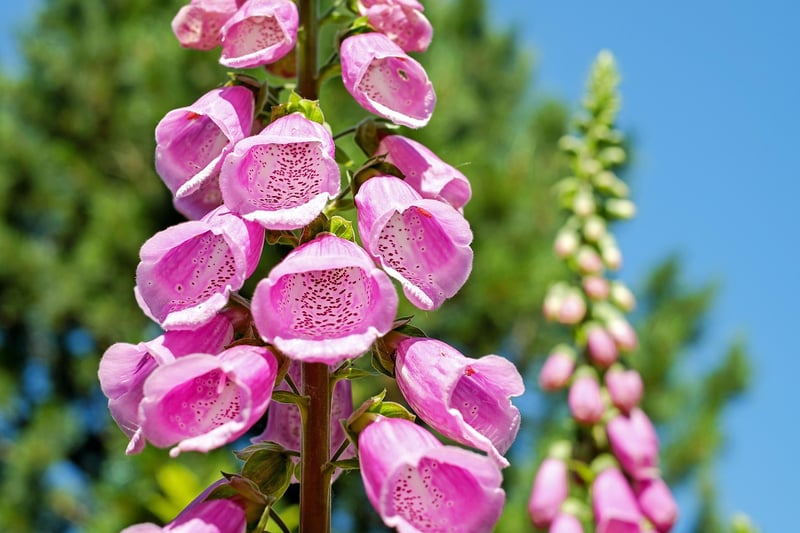 Vertical Planting