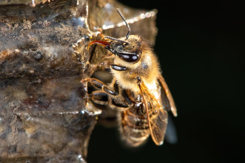 Bee Hotel