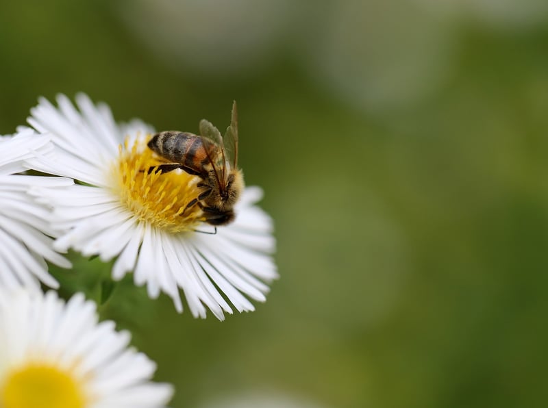 Bee Habitat