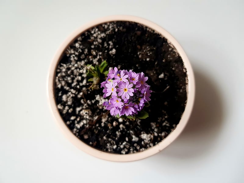 Container Gardening